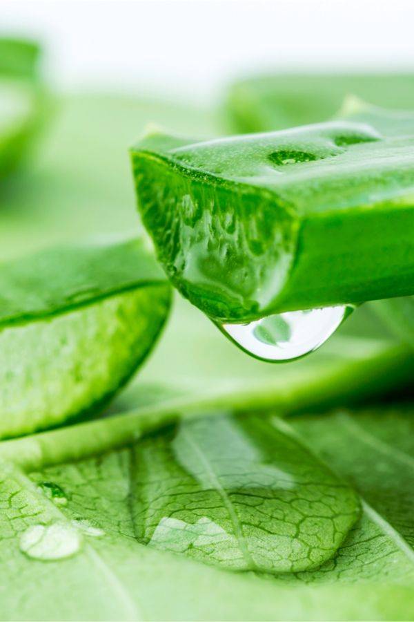 ژل خالص آلوئهورا استخراجشده از برگ آلوئهورا